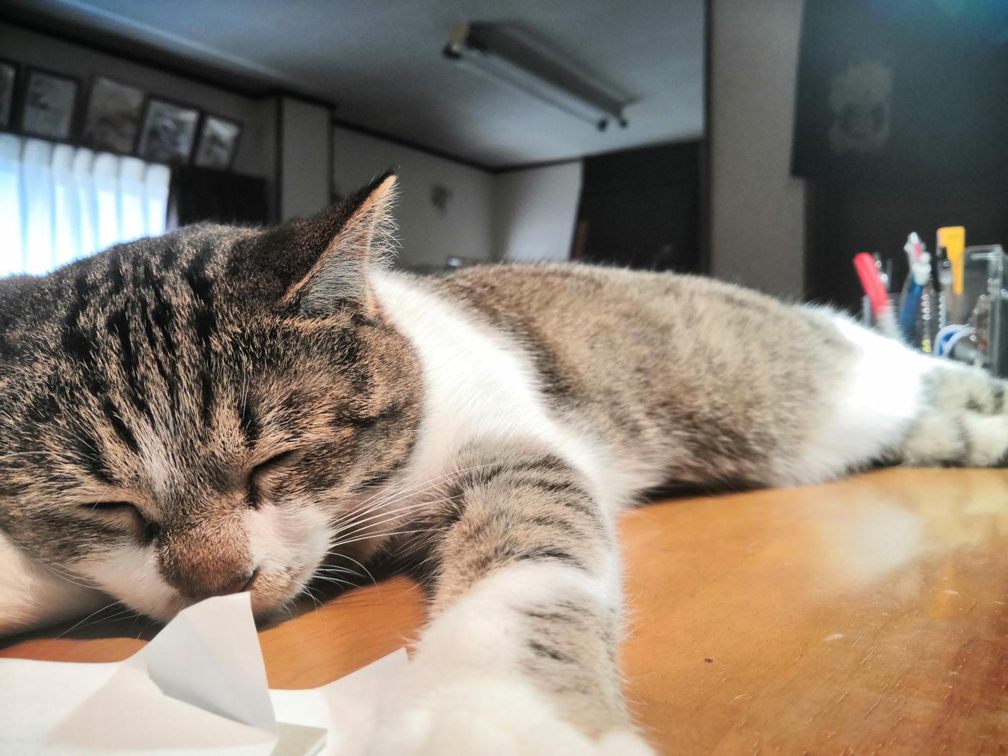 Tiny Guesthouse Umekoji 梅小路 Kyoto Bagian luar foto
